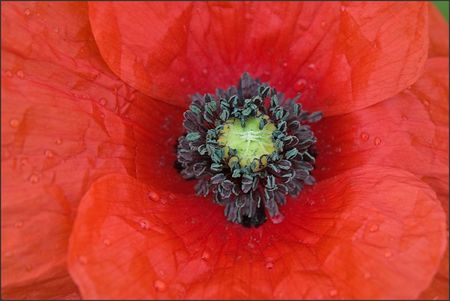 plaine_coquelicot_coeur_130510