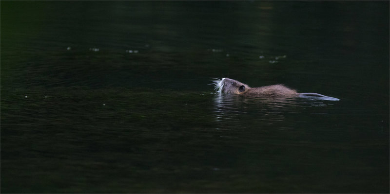 Ragondin rivière 180821