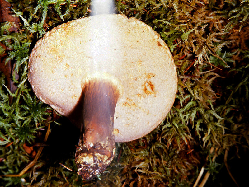 Tylopilus rigens cf 1989 0703_Buttsuji (2)