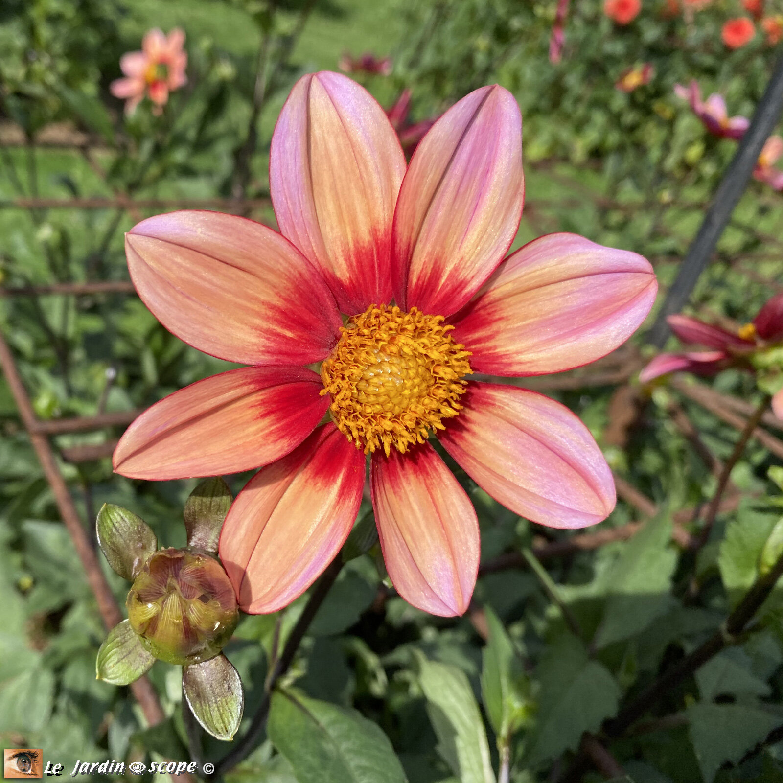 Dahlia-Etoile-d'Amour