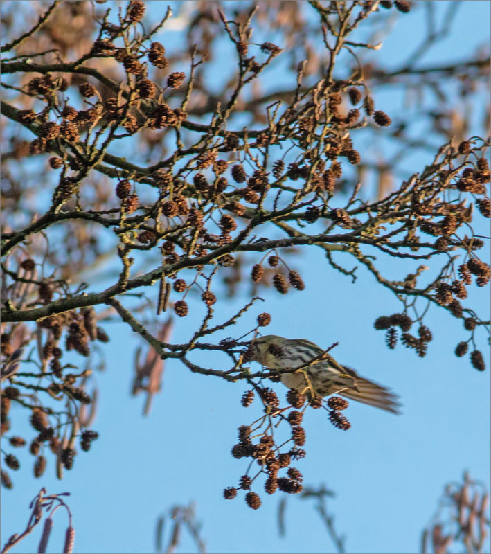 Oiseau tarin des aulnes 3 300124