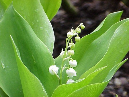 muguet_1er_mai