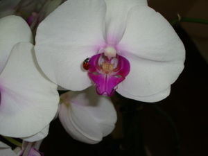 orchid_e__4_