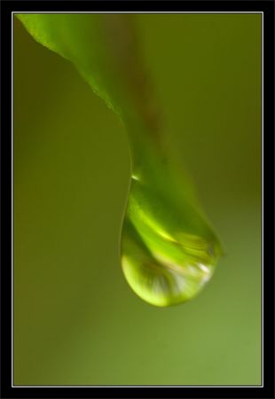 ville_goutte_fougere_matin_150111
