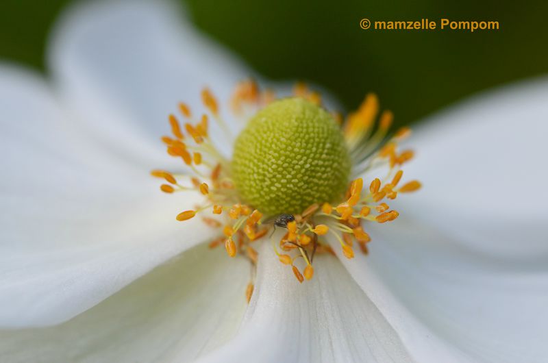 fleur-blanche-4