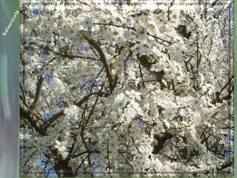 balanicole_2017_02_le printemps des arbustes_04_prunier04