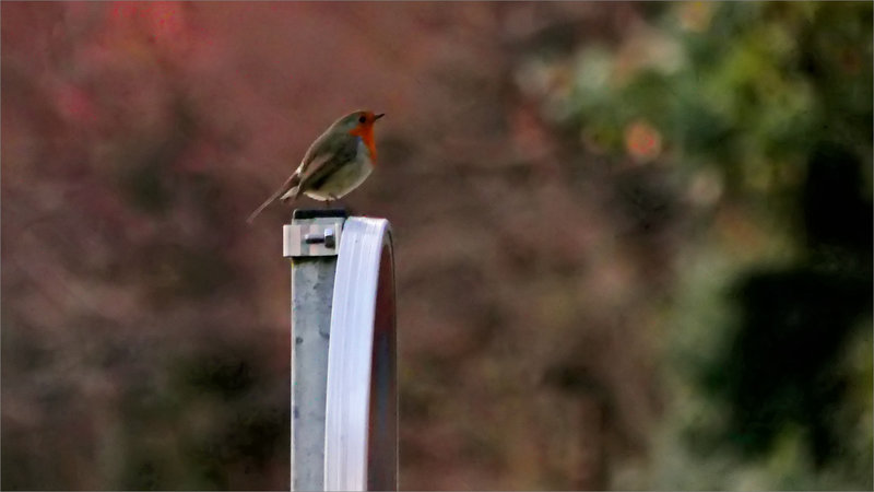 Oiseau RG piquet soir 110124