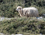 Mouton sur l'île 150416
