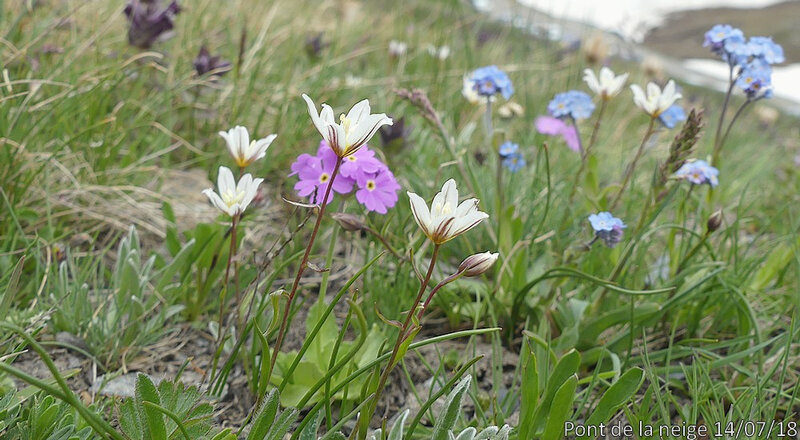 Gagea serotina