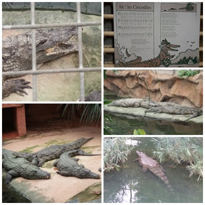 La ferme aux crocodiles (35)