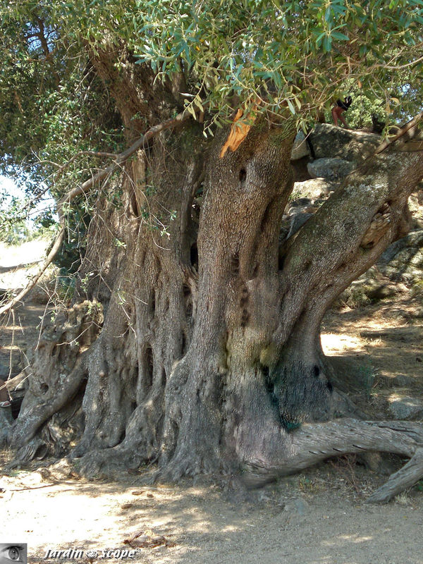Olivier séculaire • Olea europaea • Famille des Oleaceae