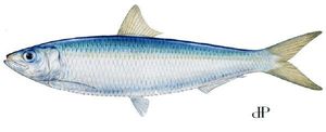 sardine