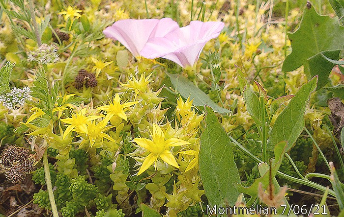 sedum acre