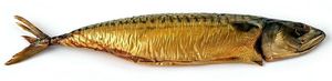 mackerel