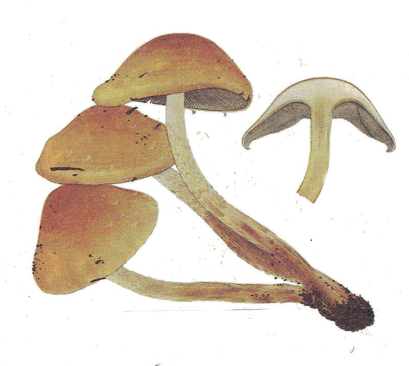 Hypholoma sublateritium IH 348