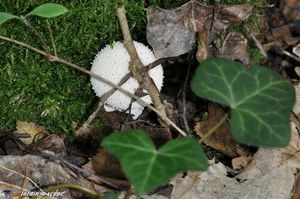 Vesse-de-loup perlée • Lycoperdon perlatum