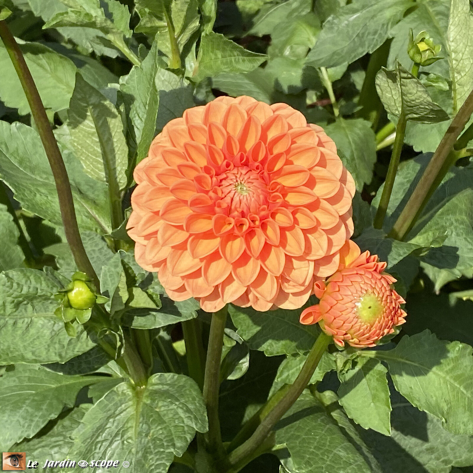 Dahlia-Orange-Sylvia-RP