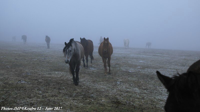 b Photos JMP©Koufra 12 - Chevaux - 26 janv 2017 - 0011