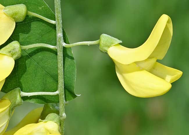 laburnum-anagyroides