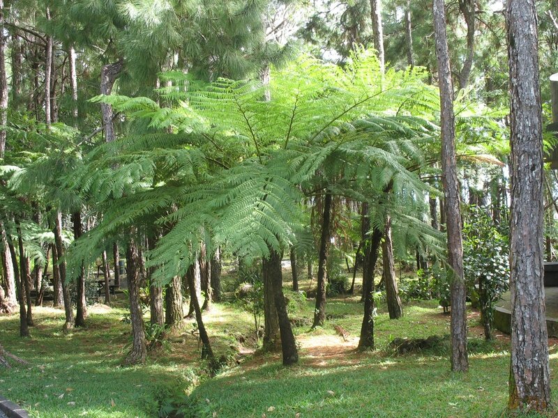 19 juillet Forêt de Petrin aire pique nique 004