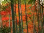 Bamboo_Forest__Arashiyama_Park__Kyoto__Japan