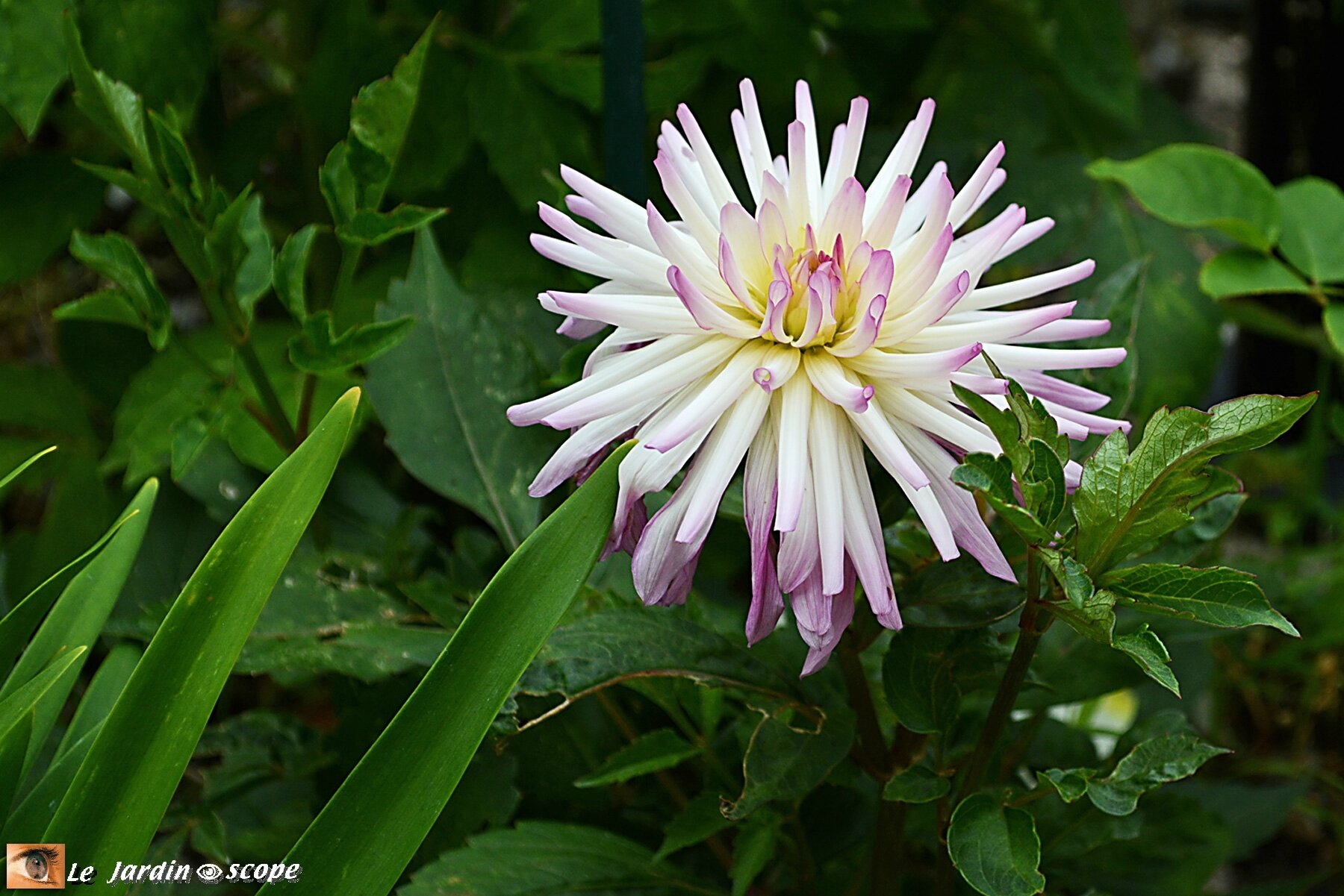 Dahlia Mon Amour (label Rouge)