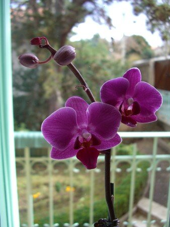 Orchid_e2
