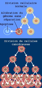 180px_Cancer_division_cellulaire_NIH_traduction_fran_C3_A7aise