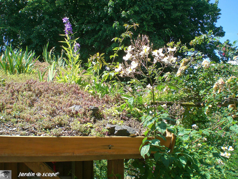 Le toit végétalisé de la cabane de jardin