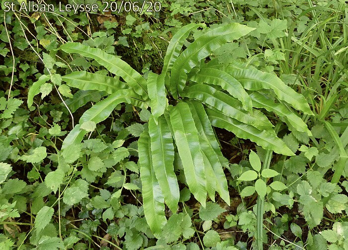 Asplenium scolopendrium