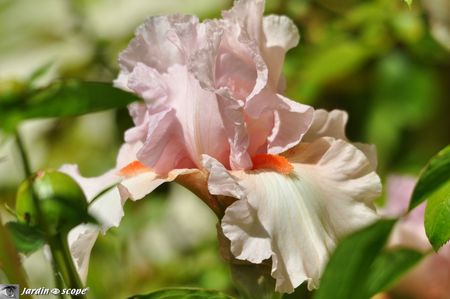 Iris-Vanity-3