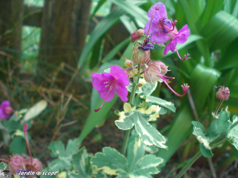 Geranium macrorrhizum 'variegatum'