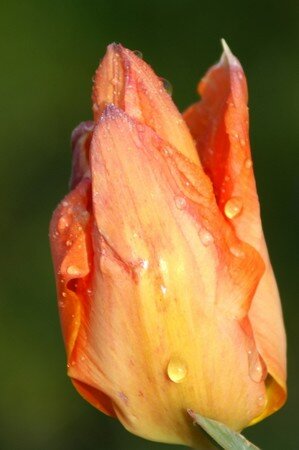 tulipe002_600