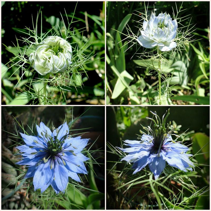 DSC04256 0 nigelle de damas