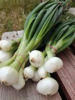 oignons blancs botte