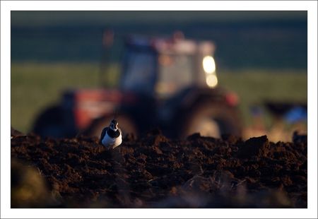 plaine_lulu_vanneau_tracteur_soir_151210