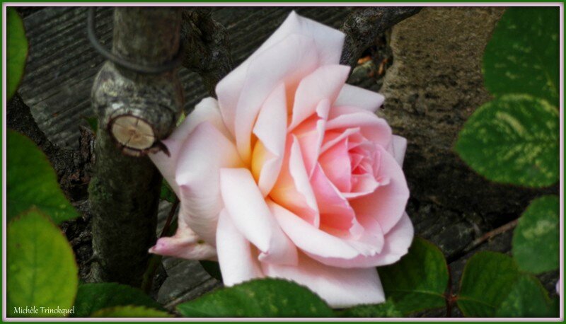 Rose rose 3004153