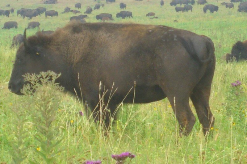 bison10