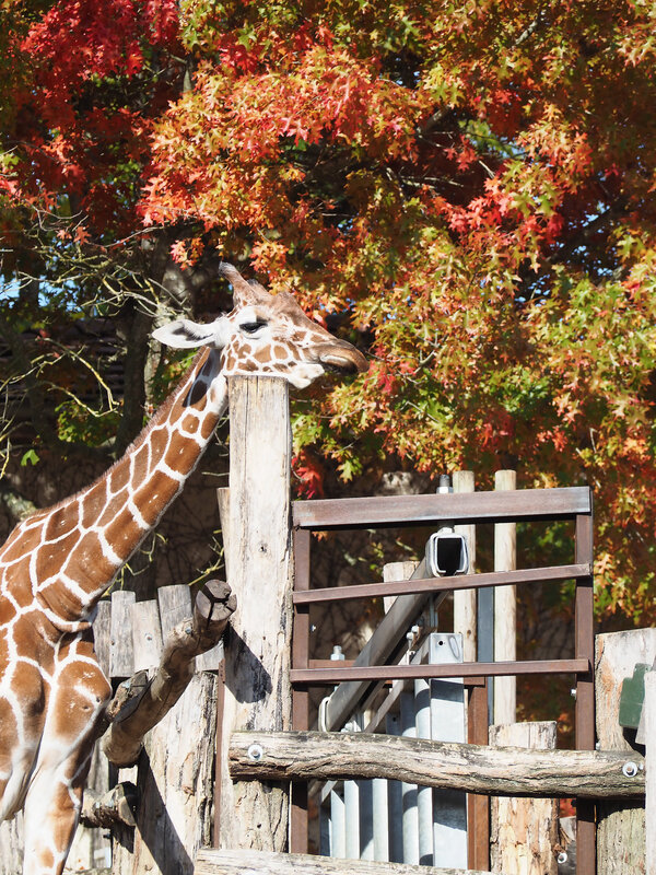 9-girafes-zoo-parc-beauval-ma-rue-bric-a-brac