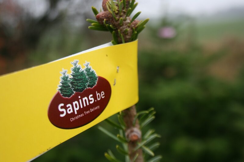 sapins