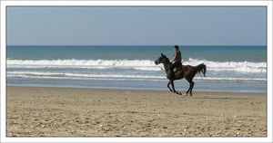 cheval_cavalier_court_profil