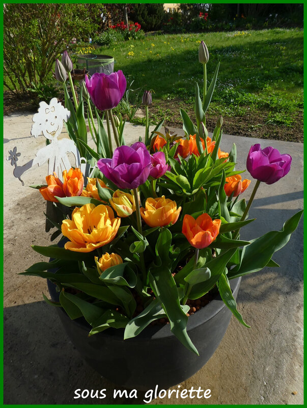 tulipes3