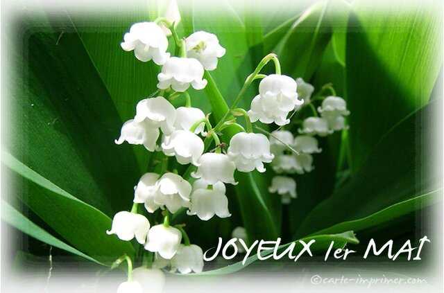 muguet-1er-mai