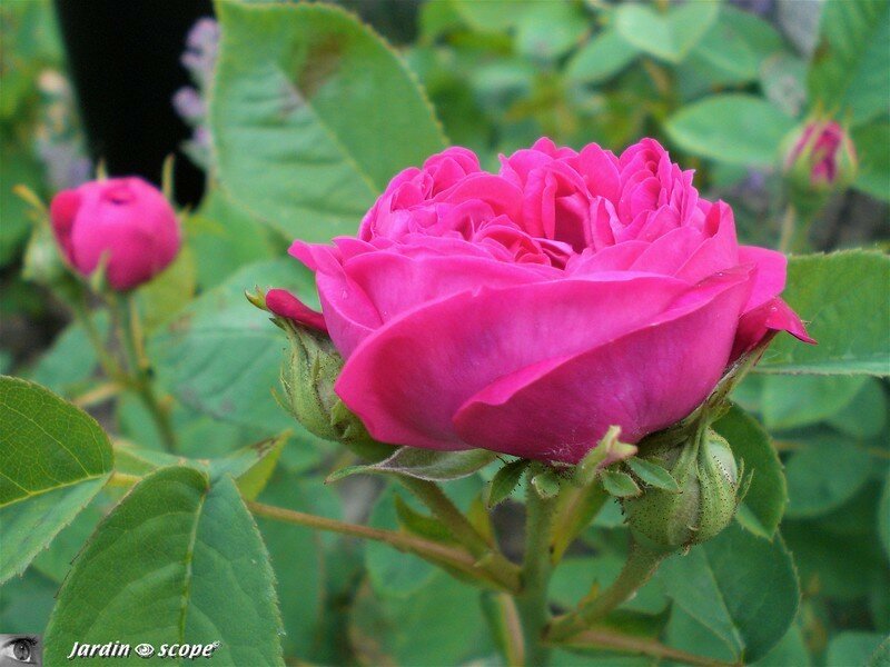 Rosier buisson 'Rose de Resht'