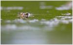 13 Galuchet grenouille yeux reflets 220716 2