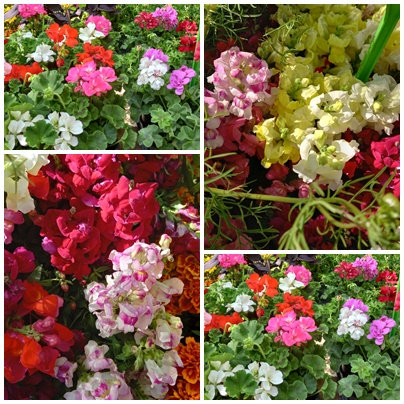 Marché aux fleurs GG (22)