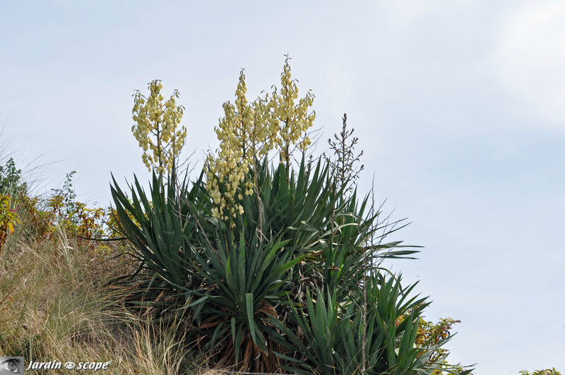 Dune-et-yucca