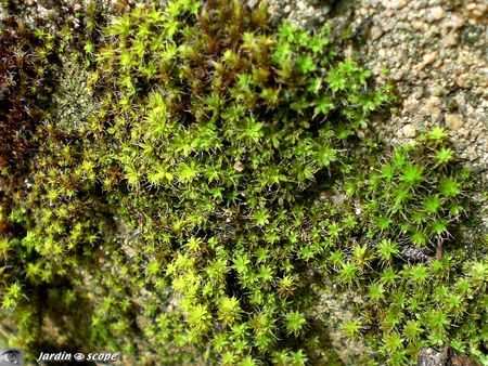 Mousse-Tortula ruraliformis