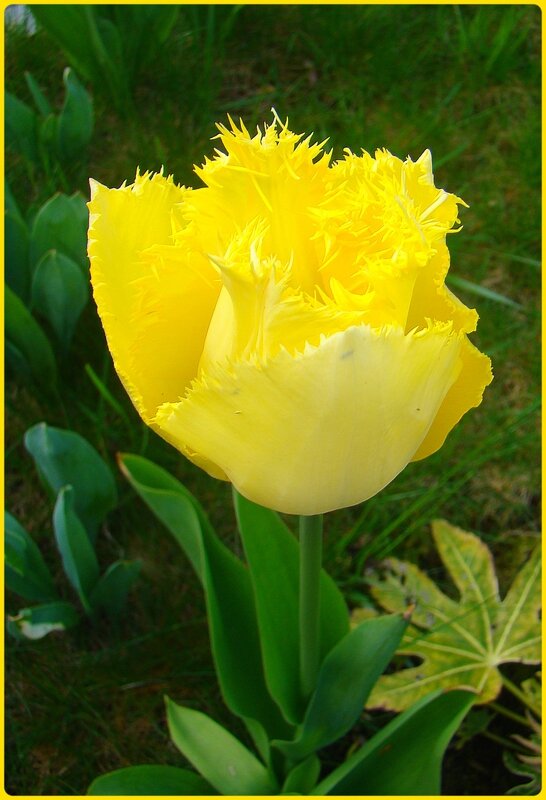 tulipejaune