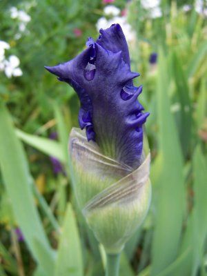 bouton_iris_bleu